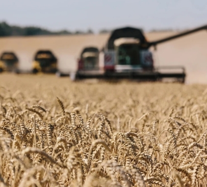 Ukraine Wheat