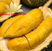 Durian Fruit