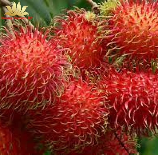 Rambutan