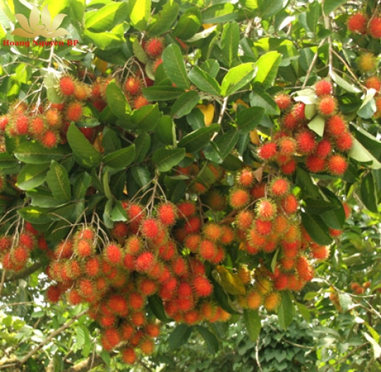 Rambutan