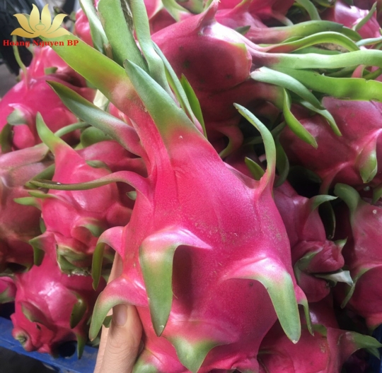 Dragon Fruit