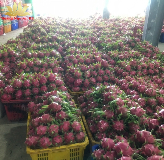 Dragon Fruit