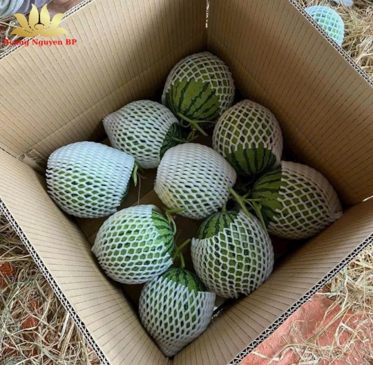  watermelon